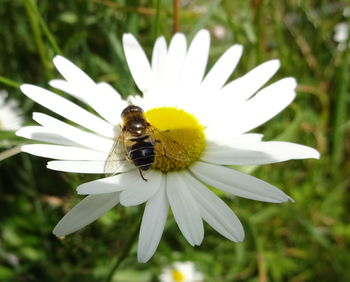 Close-up of bee pollinating flower