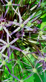 Full frame shot of plants