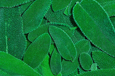 Closeup of sage leaves, top view on abstract leaf texture background or  wallpaper