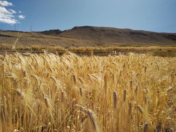 Crops growing on field against clear sky