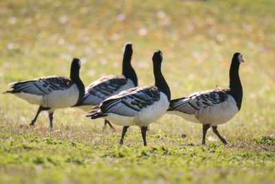 Barnacle geese on grassy field