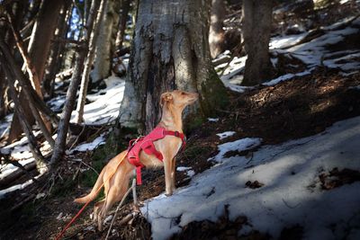 Dog standing on snow covered land