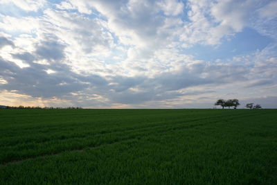 Scenic view of agricultural field against sky