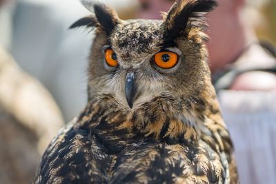 Close-up portrait of owl