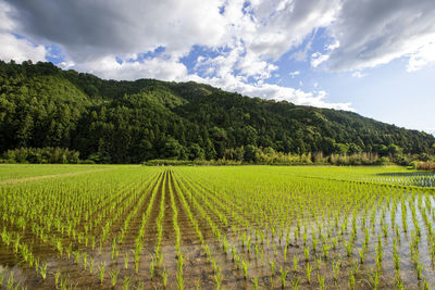 Scenic view of agricultural field against sky