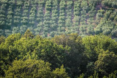 Pine trees in forest