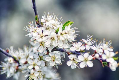 Close-up of white cherry blossom tree