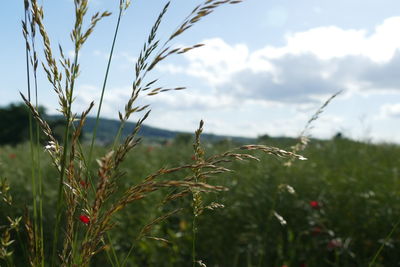 Close-up of crops on field against sky