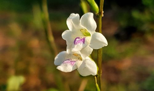 Close-up of white flowering plant on field