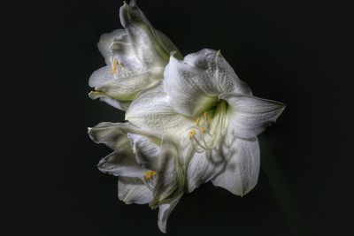 Close-up of white flower over black background