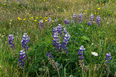 Purple flowers blooming in field