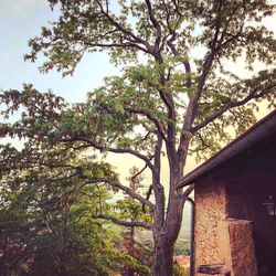 Low angle view of tree by building against sky