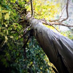 Close-up of wood on tree trunk