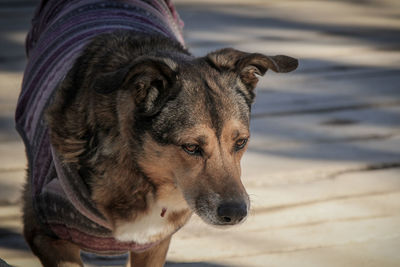 Close-up of dog on beach