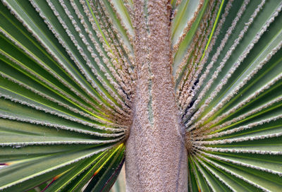 Full frame shot of palm leaves