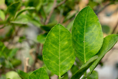 Lime leaves in background blur