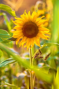 Close-up of sunflower on field