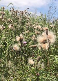 Close-up of thistle on field against sky