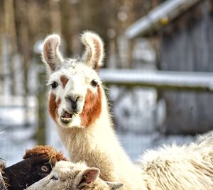 Close-up portrait of a llama animal on farm
