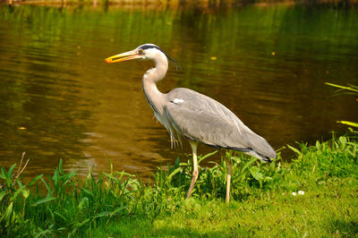 High angle view of gray heron in lake