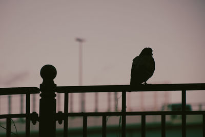 Silhouette bird perching on railing against sky