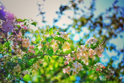 Low angle view of pink flowers on tree