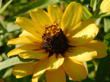 Close-up of yellow flowering plant