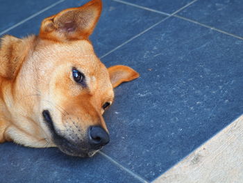 High angle view of dog lying on tiled floor