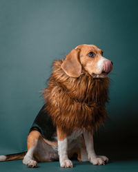 Beagle portrait tongue lick with faux fur scarf