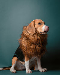 High angle view of dog looking away against gray background