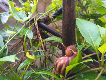 Close-up of fruits growing on tree