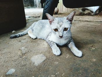 Portrait of cat sitting on floor