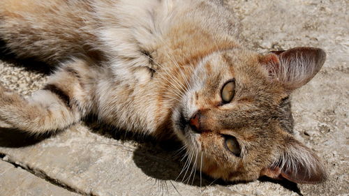 Close-up of sleeping cat