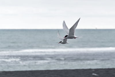 Seagull flying over sea