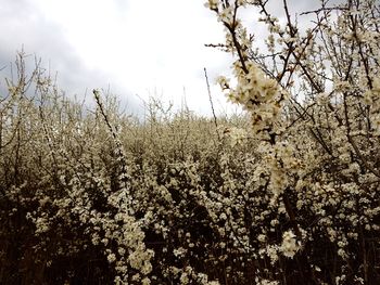 Apple blossoms in spring