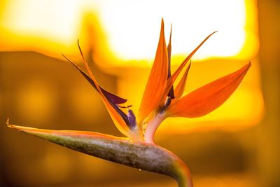 Close-up of orange flower blooming outdoors