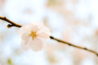 Close-up of white cherry blossoms in spring