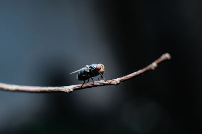 Close-up of fly on twig