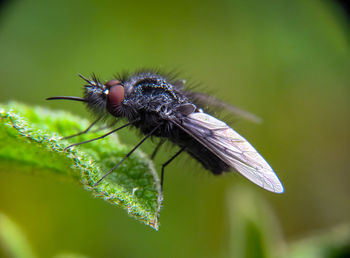 Close-up of insect on leaf
