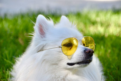 Close-up portrait of dog on field