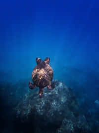 Turtle swimming in sea