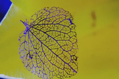 Close-up of yellow leaf