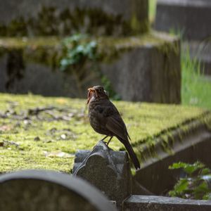 Close-up of bird perching on a plinth 