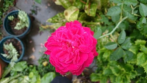 Close-up of wet flower blooming outdoors
