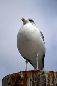 Low angle view of seagull perching on wooden post against sky