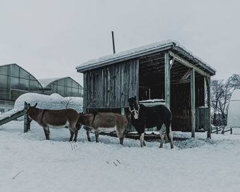 Horse standing on snow covered field