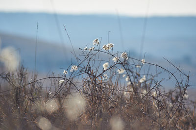Close-up of plants against sky