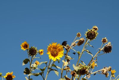 Low angle view of yellow flowers against clear blue sky