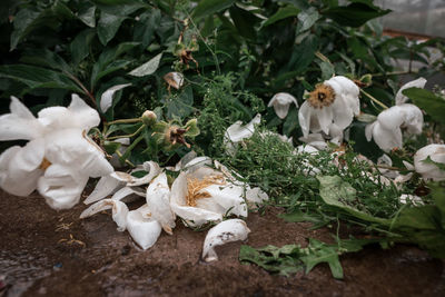 View of white flowers