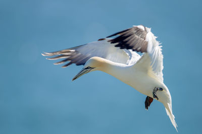 Low angle view of seagull flying